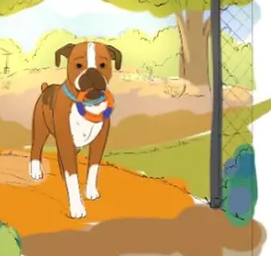 Bruce the boxer carrying his ring toy down the path